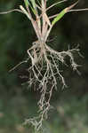 Fall panicgrass